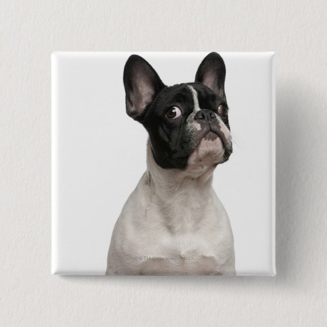 French Bulldog puppy (5 months old) 2 Inch Square Button (Front)