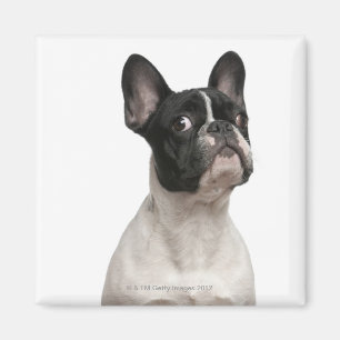 French Bulldog puppy (5 months old) Magnet