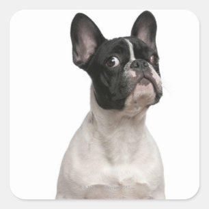 French Bulldog puppy (5 months old) Square Sticker