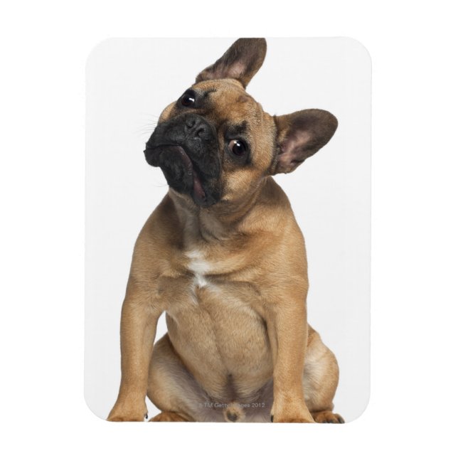 French Bulldog puppy (7 months old) Magnet (Vertical)