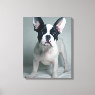 French Bulldog Puppy At Attention Canvas Print