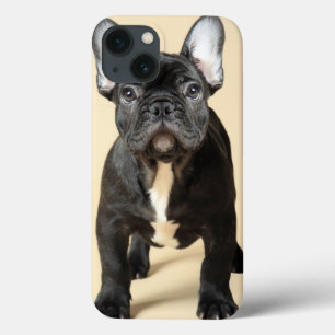French Bulldog Puppy iPhone 13 Case
