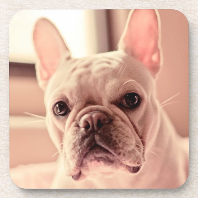 French Bulldog Puppy Coaster (Front)