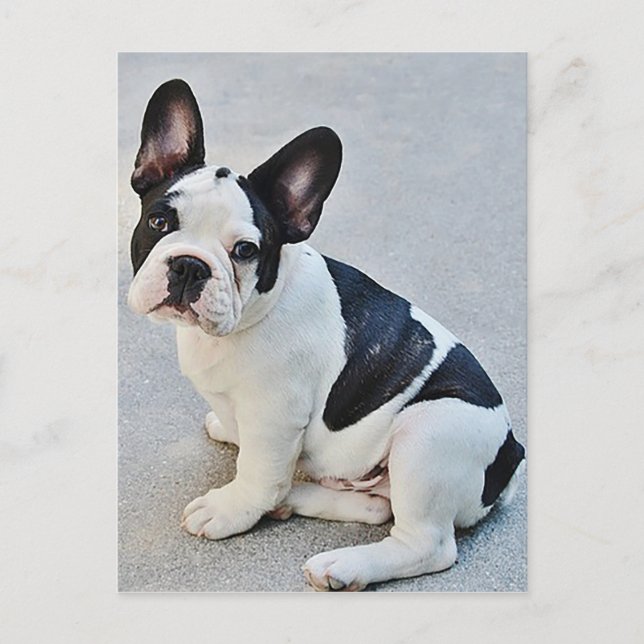 French Bulldog Puppy Dog Post Card (Front)