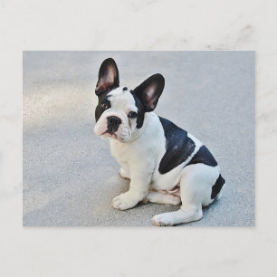 French Bulldog Puppy Dog Post Card