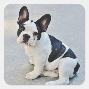 French Bulldog Puppy Dog Sticker / Seal