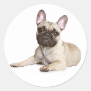French Bulldog Puppy Dog Sticker / Seal