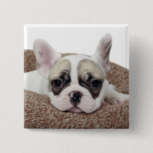 French Bulldog Puppy Lying In A Dog Bed 2 Inch Square Button