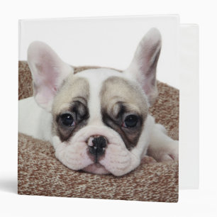 French Bulldog Puppy Lying In A Dog Bed Binder