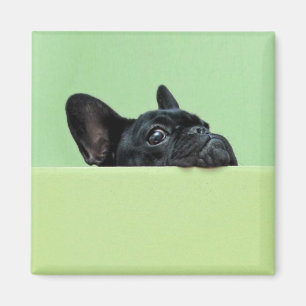 French Bulldog Puppy Peering Over Wall Magnet