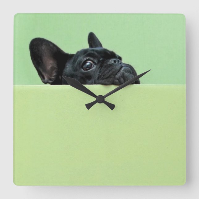 French Bulldog Puppy Peering Over Wall Square Wall Clock (Front)