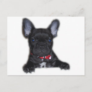 French Bulldog Puppy Postcard