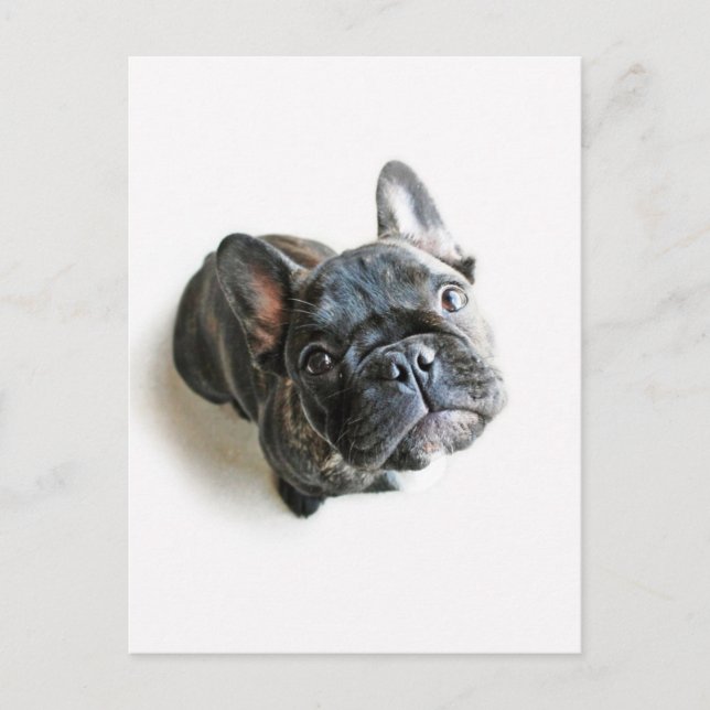French Bulldog Puppy Postcard (Front)