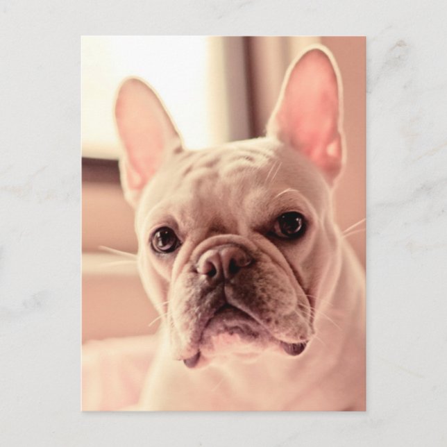 French Bulldog Puppy Postcard (Front)