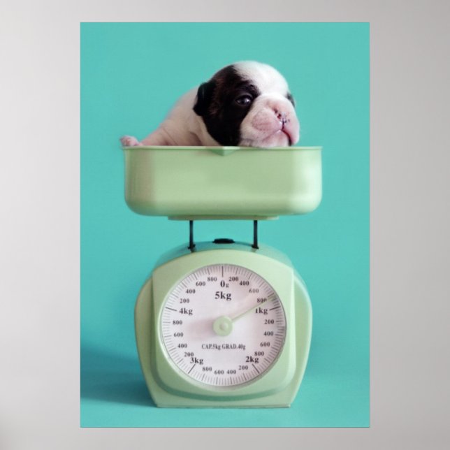 French Bulldog Puppy Poster (Front)