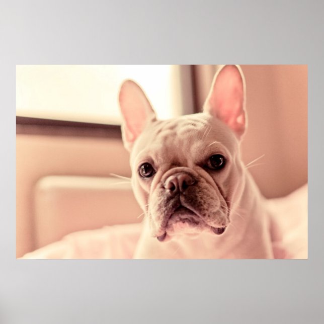 French Bulldog Puppy Poster (Front)