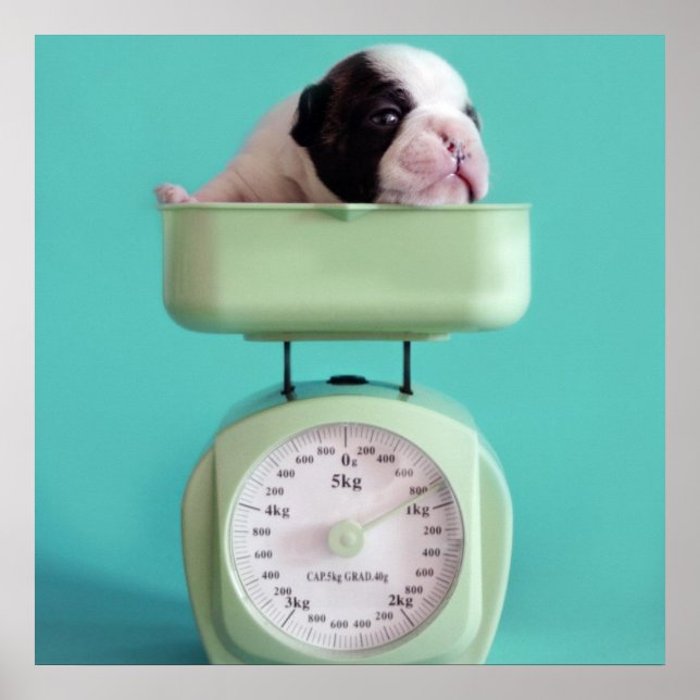French Bulldog Puppy Poster (Front)