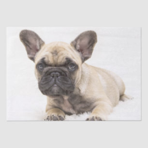 French Bulldog Puppy Tissue Paper
