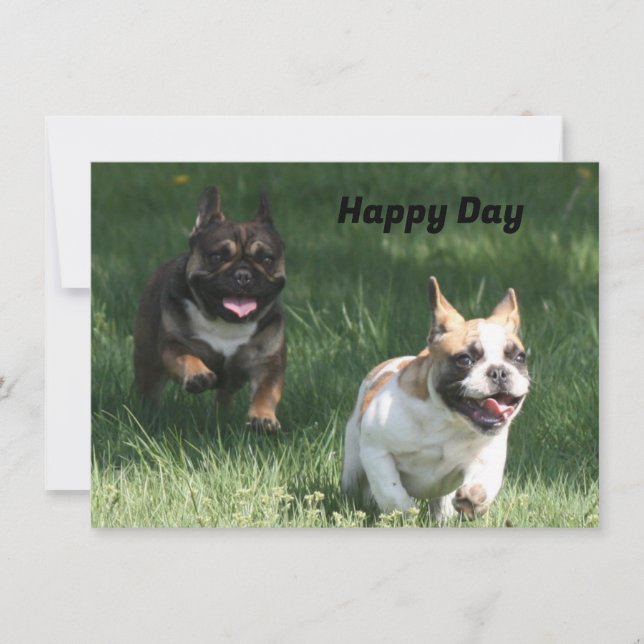 French Bulldog Racing French Bulldog (Front)