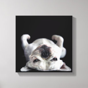 French Bulldog Resting On His Back Canvas Print