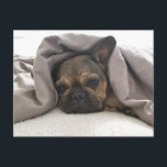 FRENCH BULLDOG RESTING RELAXING POSTCROSSING POSTCARD<br><div class="desc">POSTCARD FRENCH BULLDOG RESTING RELAXING POSTCROSSING</div>