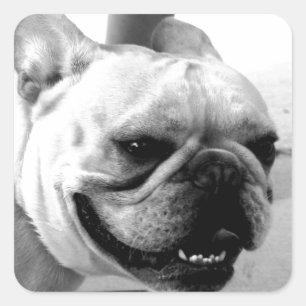French Bulldog Square Sticker