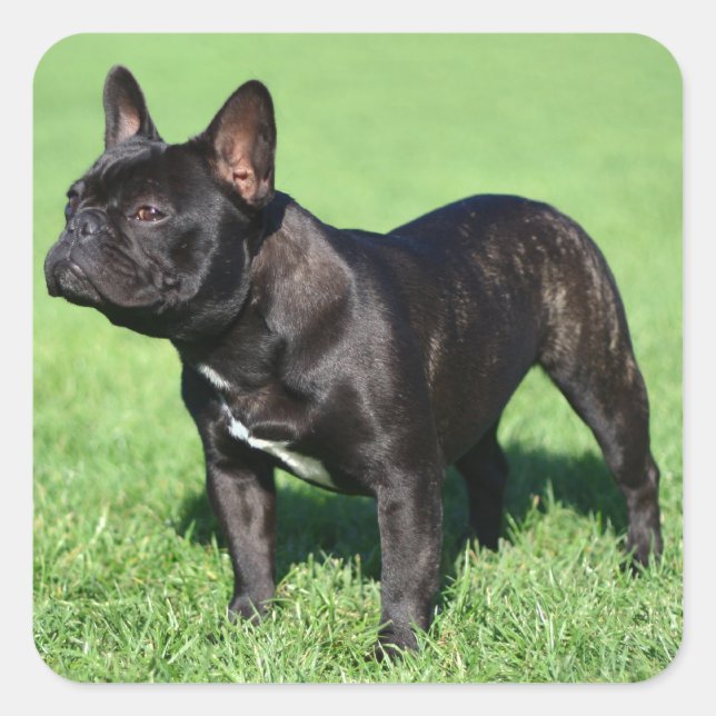 French Bulldog Square Sticker (Front)