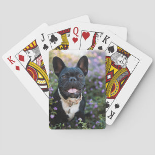 French Bulldog Stands in Flowers Playing Cards