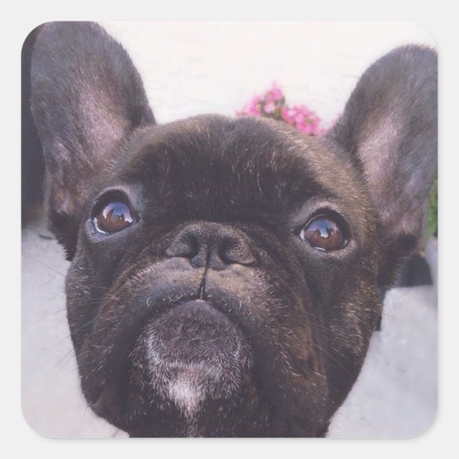 French Bulldog Sticker (Front)