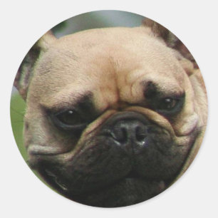French Bulldog stickers