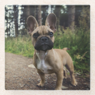 French Bulldog Throw Pillow Glass Coaster