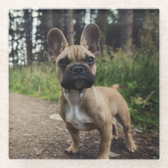 French Bulldog Throw Pillow Glass Coaster (Front)