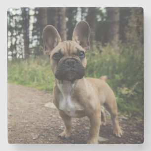 French Bulldog Throw Pillow Stone Coaster