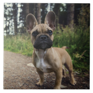 French Bulldog Throw Pillow Tile