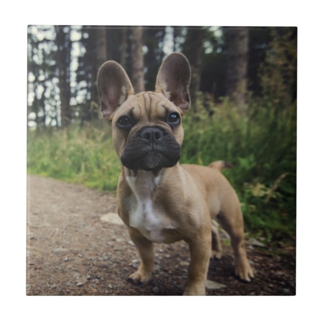 French Bulldog Throw Pillow Tile (Front)