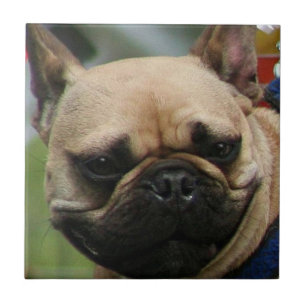 French Bulldog Tile