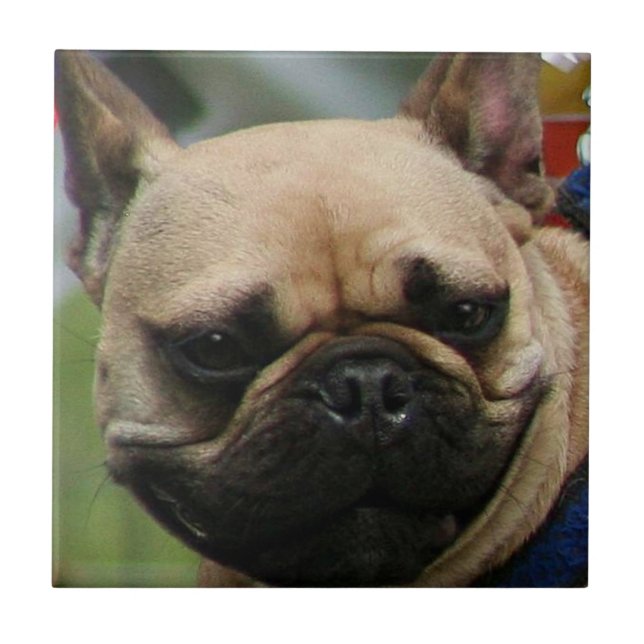 French Bulldog Tile (Front)