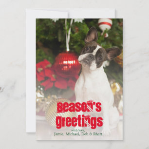 French bulldog tilting head