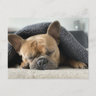 french bulldog under blanket   postcard