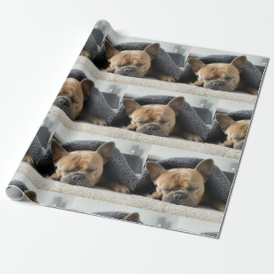 french bulldog under blanket wrapping paper