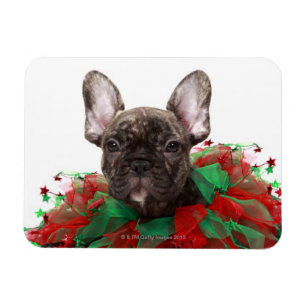 French bulldog wearing Christmas collar Magnet