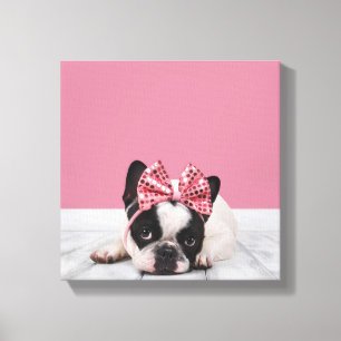 French Bulldog Wearing Pink Canvas Print