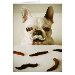 French Bulldog With A Moustache