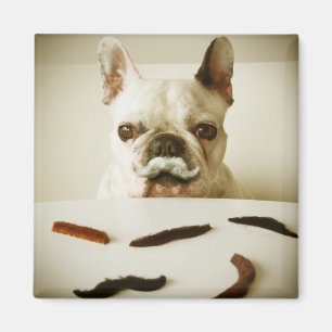 French Bulldog With A Moustache Magnet