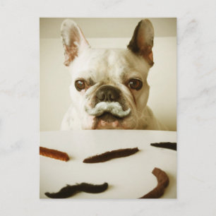 French Bulldog With A Moustache Postcard