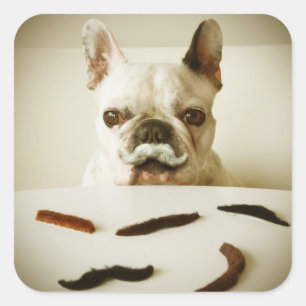 French Bulldog With A Moustache Square Sticker