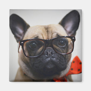 French Bulldog With Glasses And Bow Tie Magnet
