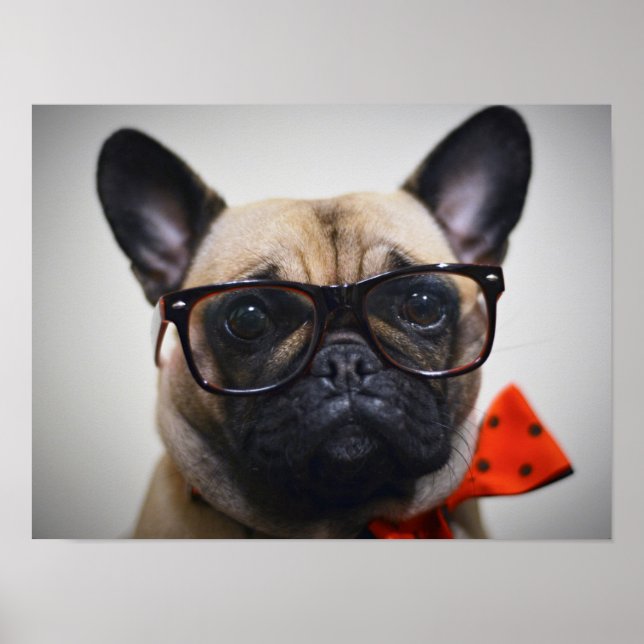French Bulldog With Glasses And Bow Tie Poster (Front)