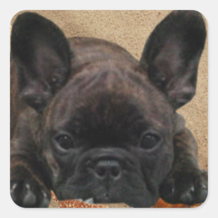 French bulldogge sticker