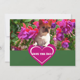 French Bulldoggen Postcards